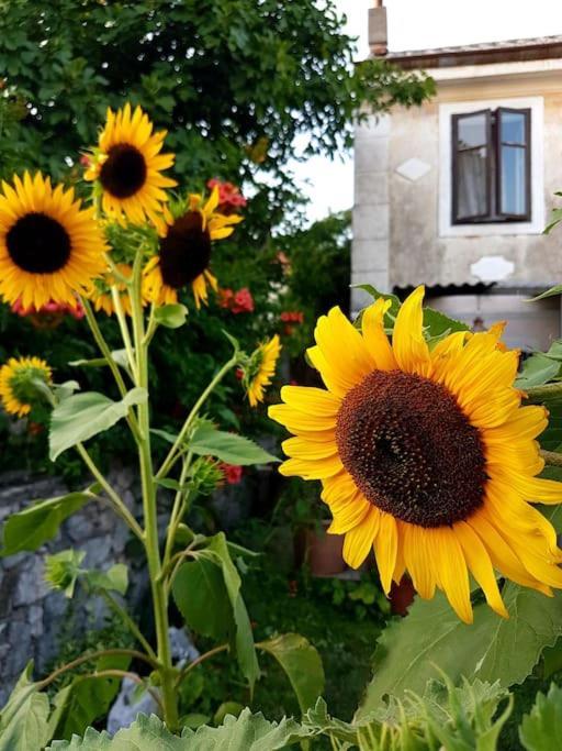 Ferienwohnung Zelena Oaza Skrljevo Exterior foto